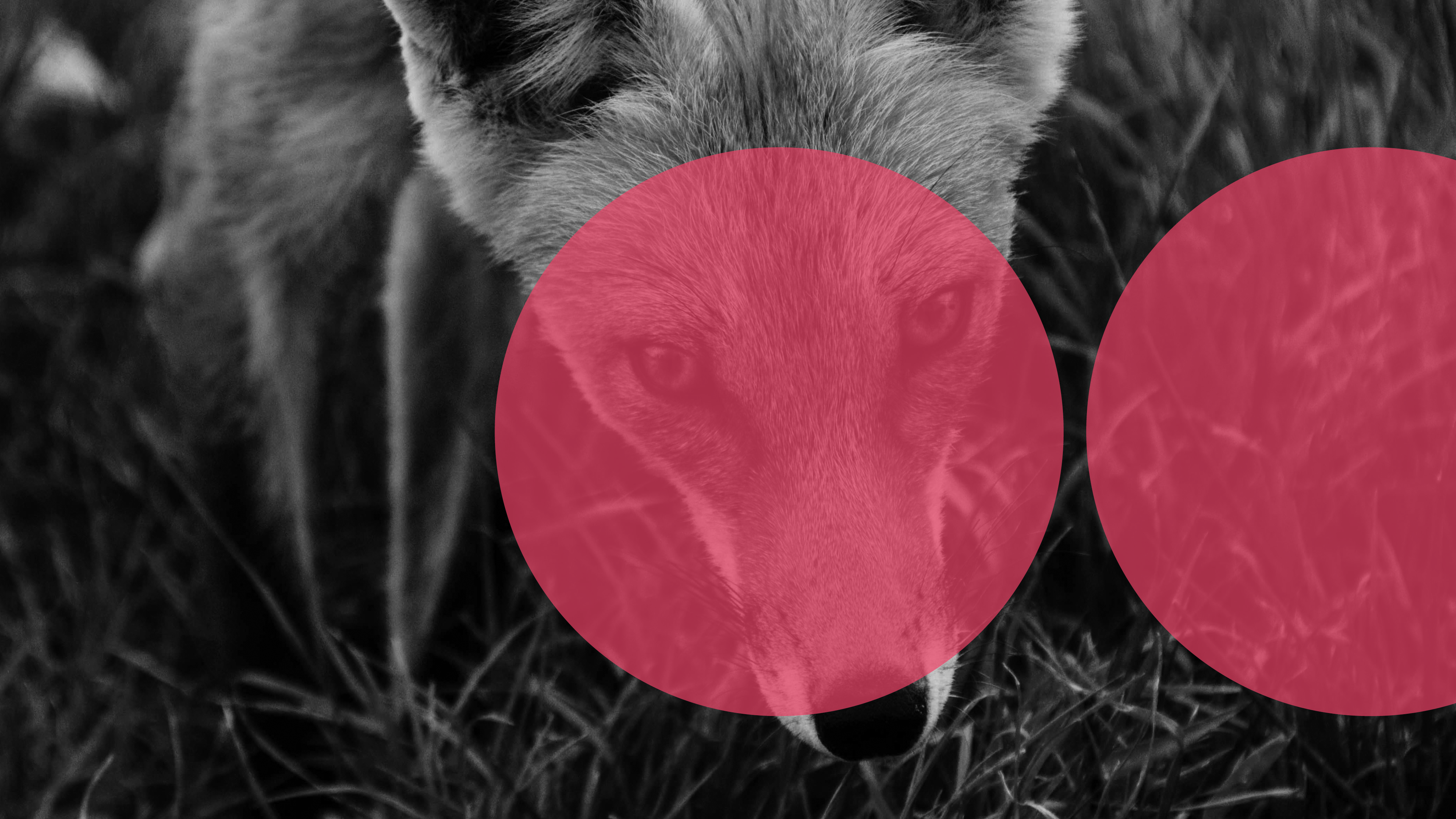 Double circle designsagain18