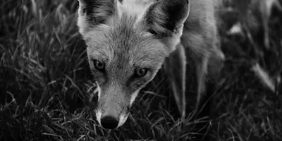 Fox