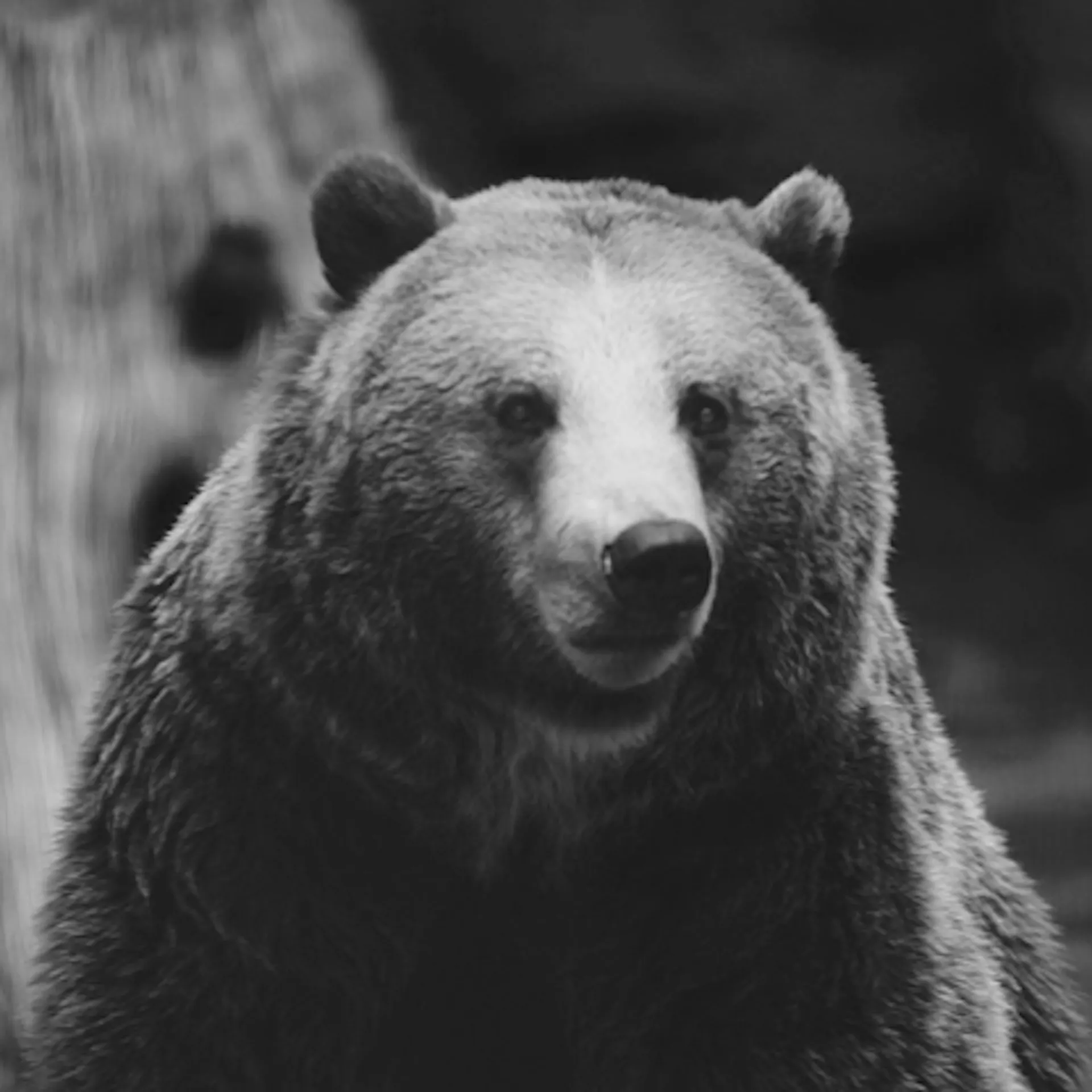 Animal
