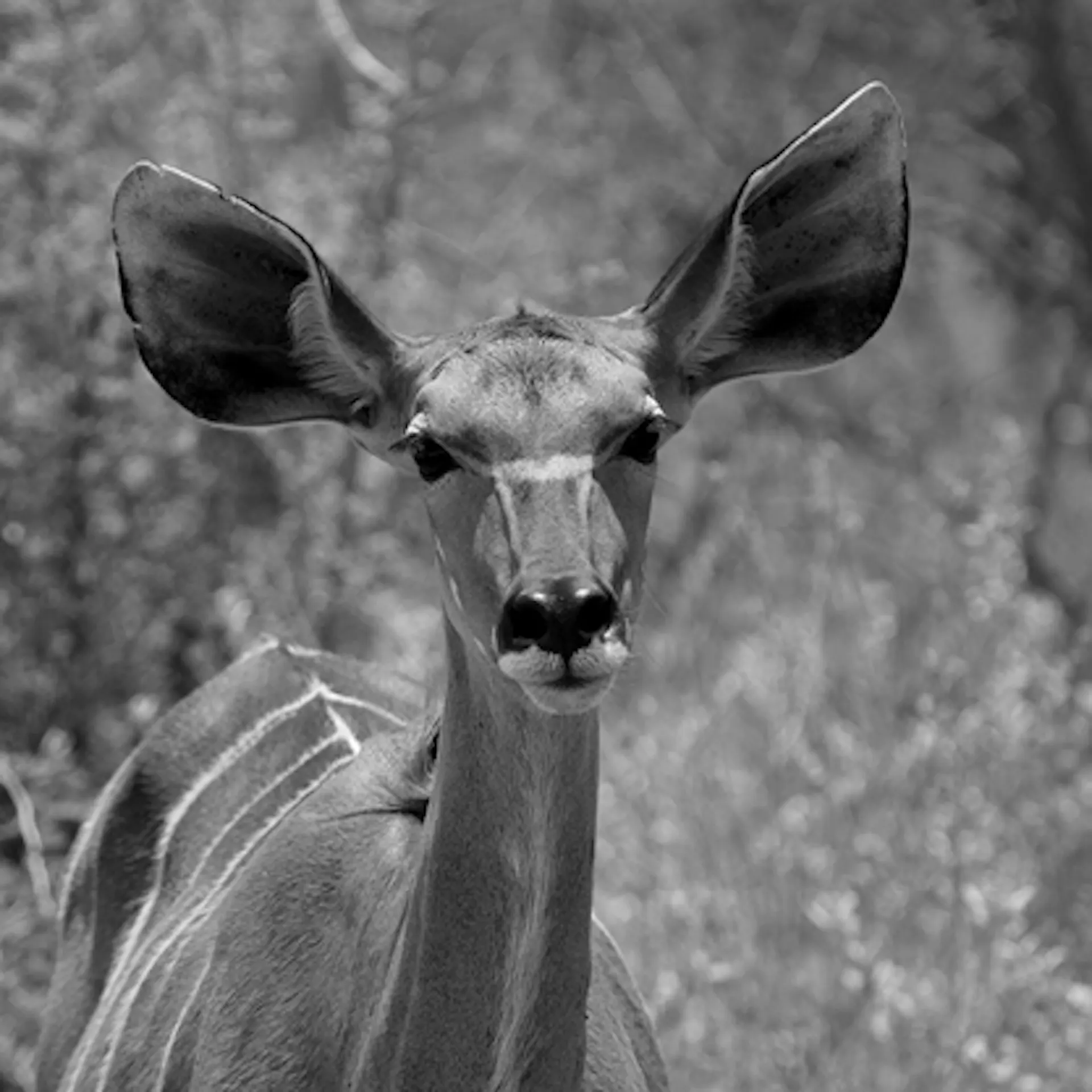 Animal5