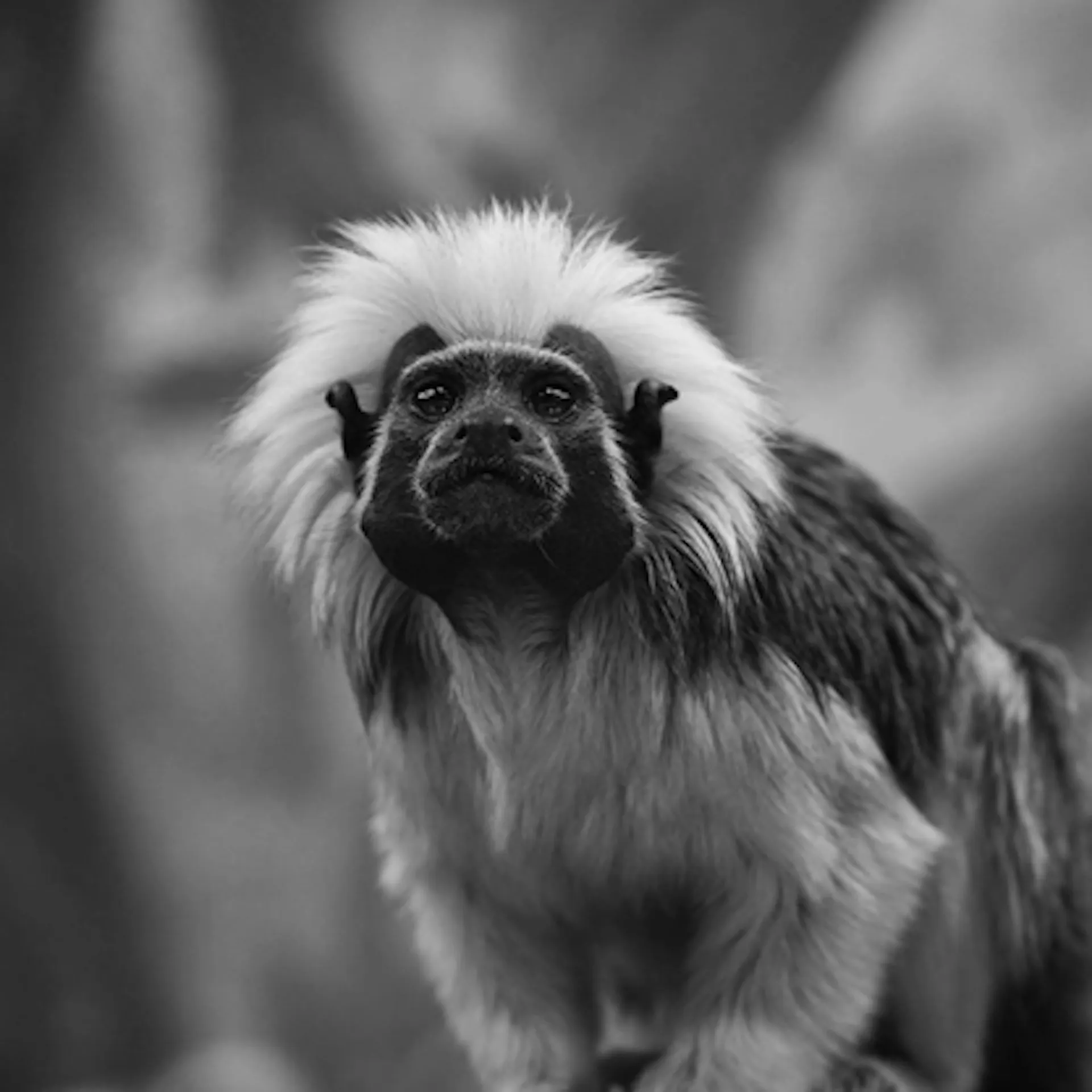 Animal7