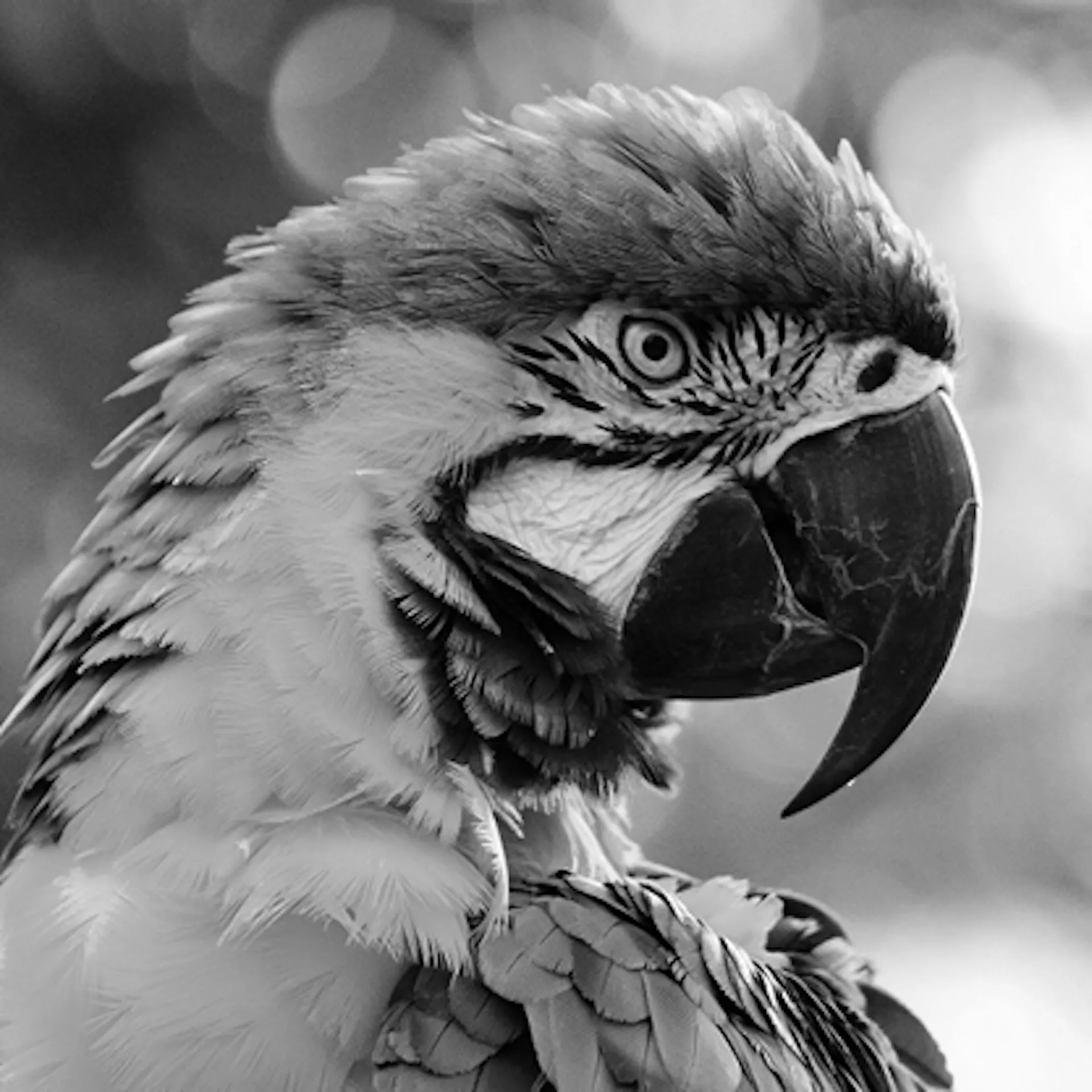Animal8